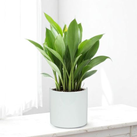 Glossy White Ceramic Indoor Plant Pot, Cachepot